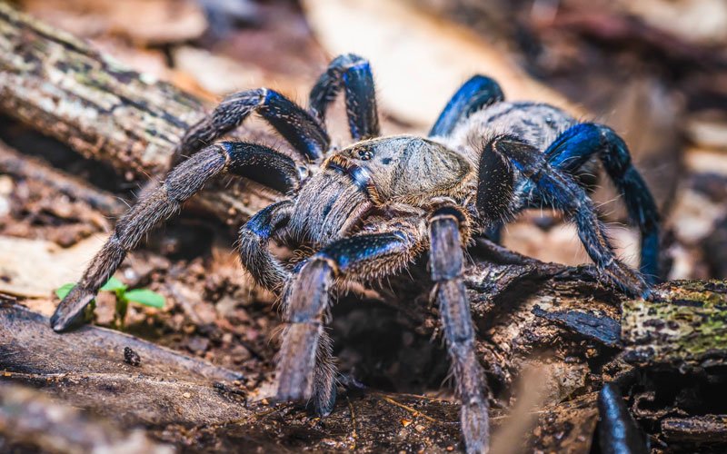 Cobalt Blue Tarantula