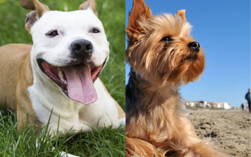 pitbull yorkie mix