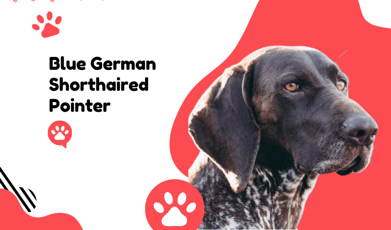 Blue German Shorthaired Pointer