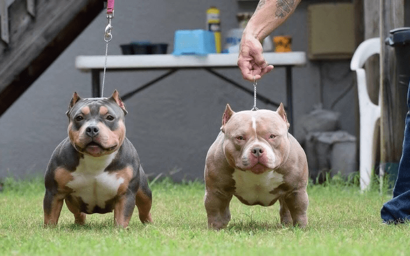 micro bully vs pocket bully