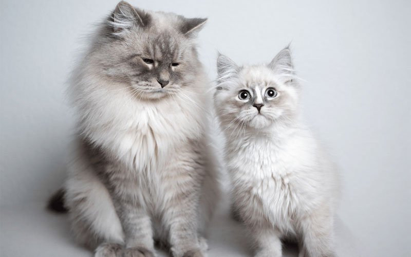 Grey Ragdoll Cat