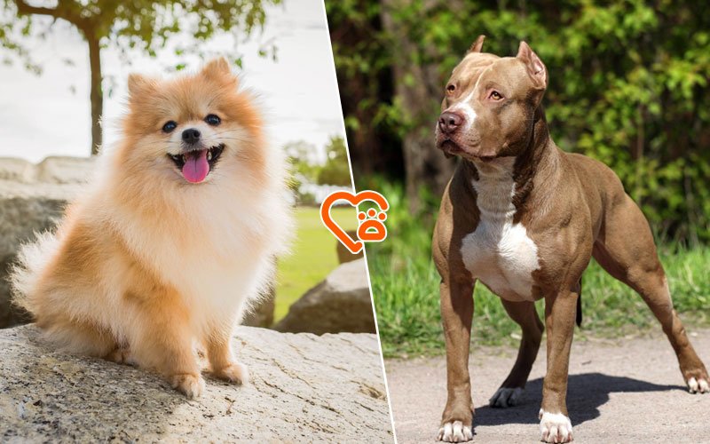 Pomeranian Pitbull Mix