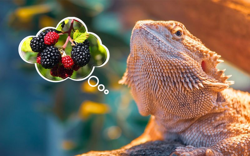 Bearded Dragons Eat Blackberries