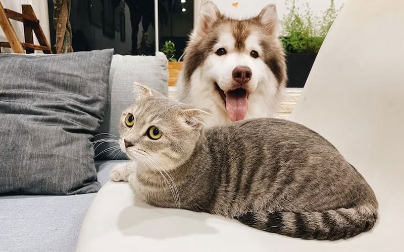 Cat and dog Reproduction