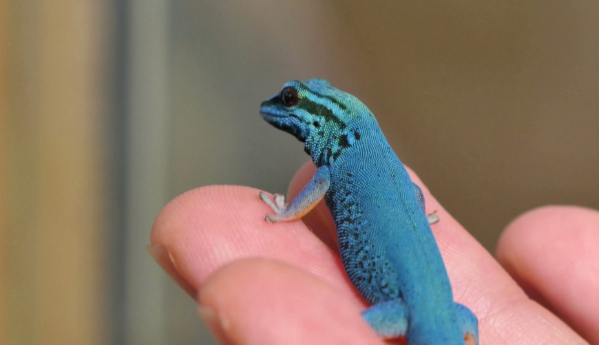 Blue Crested Geckos