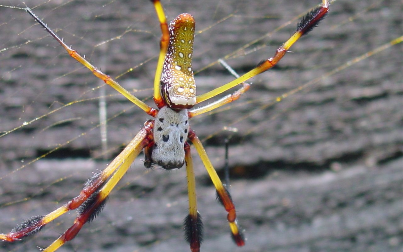 banana spider