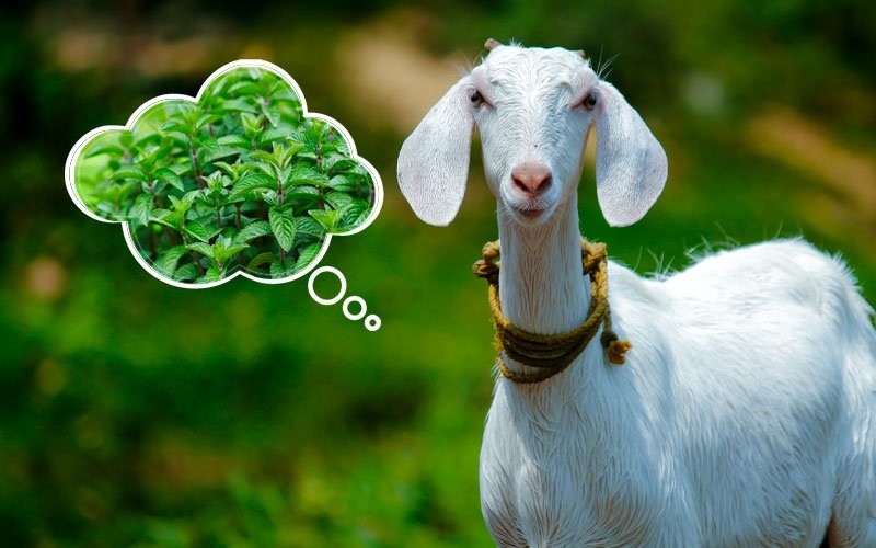 goat and mint