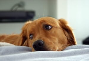 Upset Dog