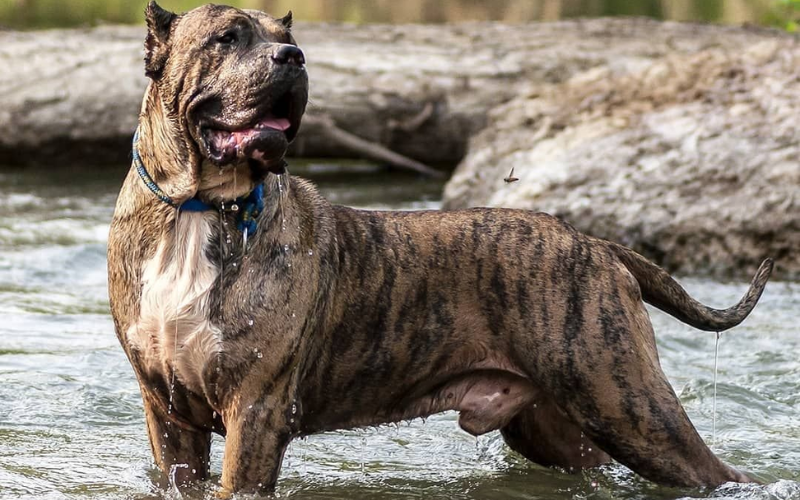 merle pitbull