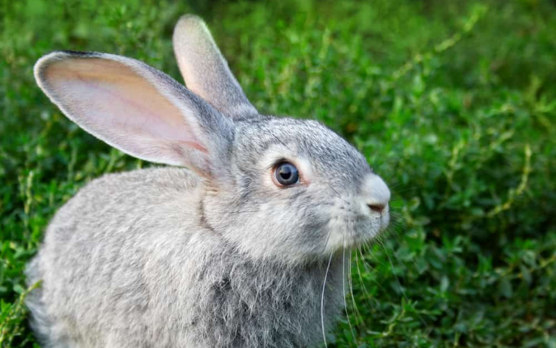 Can Rabbits Eat Dragon Fruit