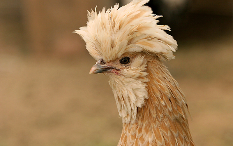 Polish Chicken