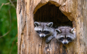 are raccoons rodents