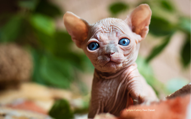 elf cat