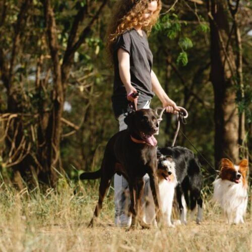 The Scorching Truth: What Every Pet Owner Should Know About Heatstroke