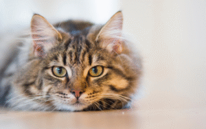 7 Essential Things to Buy if You Are a Cat Owner