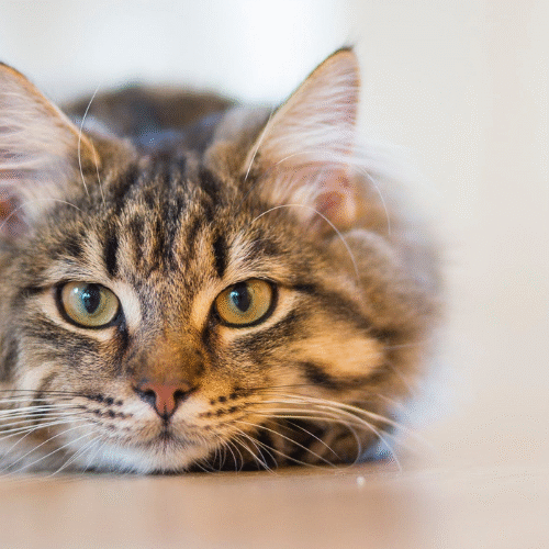 7 Essential Things to Buy if You Are a Cat Owner