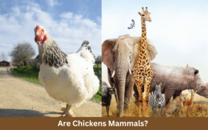 Are Chickens Mammals