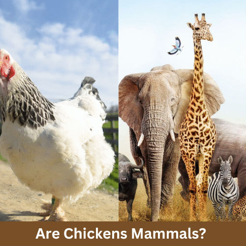 Are Chickens Mammals? The Ultimate Answer