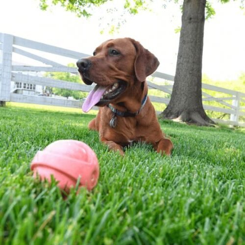 6 Important Tips to Follow for Pet-Friendly Landscaping