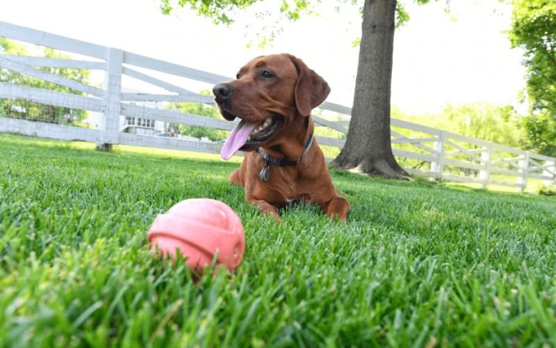 6 Important Tips to Follow for Pet-Friendly Landscaping