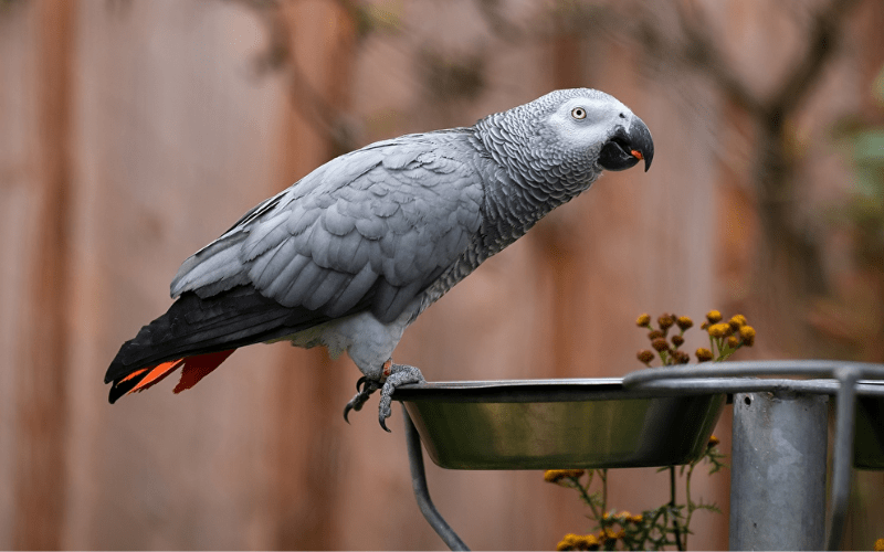 African grey parrot