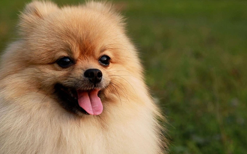 Pomeranians shed
