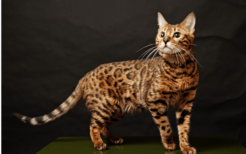 Bengal Cat