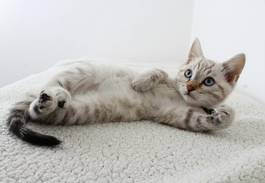 5 Things to Know Before Bringing Home a New Kitten