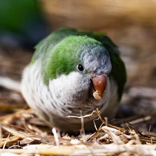 How Long Does A Quaker Parrot Live?