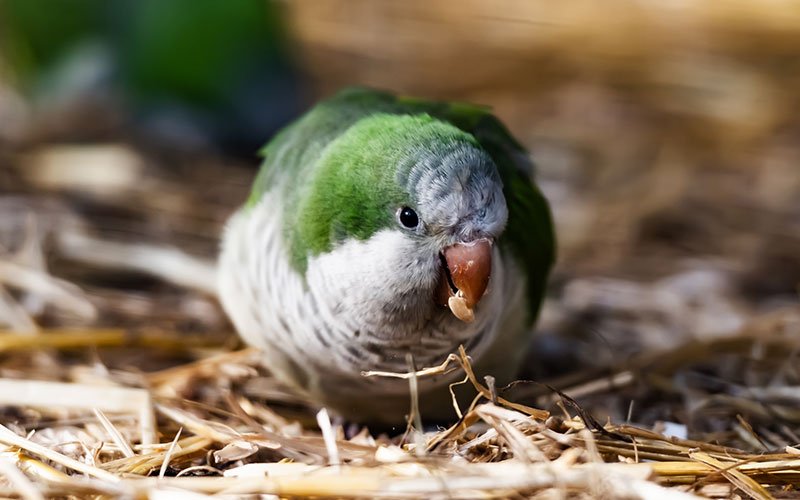Kalita bird parrot sitting on the ground with dry hay in the nature