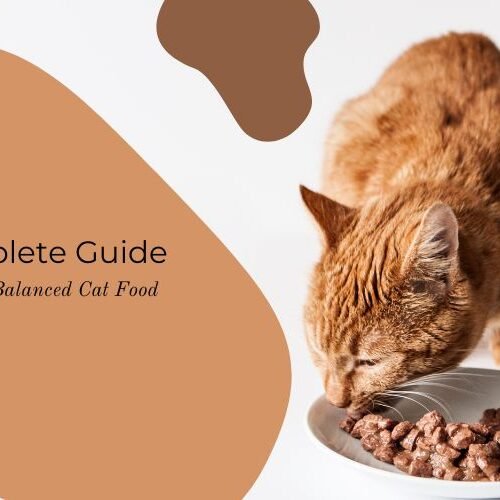 Guide to Natural Balance Cat Food: Benefits & Ingredients