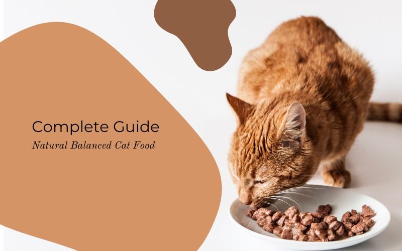 Natural Balance Cat Food