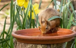 squirrels drinking water