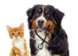 cat and dog health