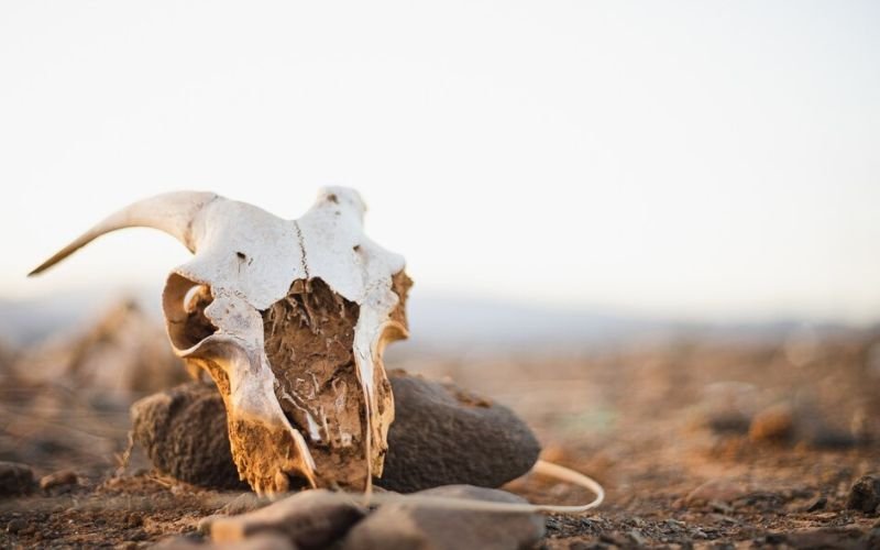 Rotten Dead Animal Disposal in Versailles Easy Solutions