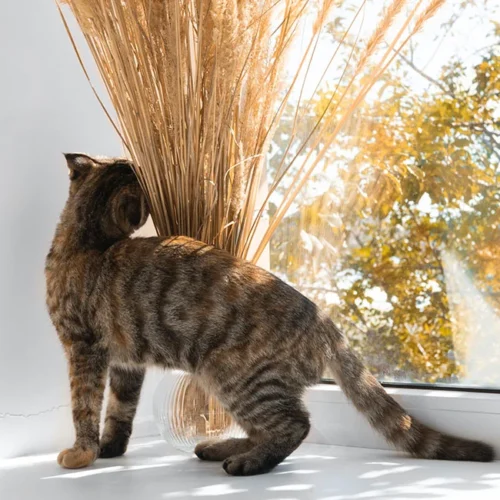 Signs of Broken Tail in Cats and How To Treat?