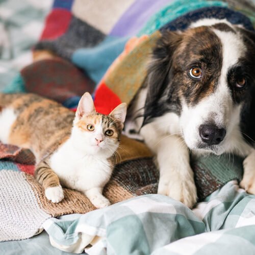 Similarities Between Cats and Dogs