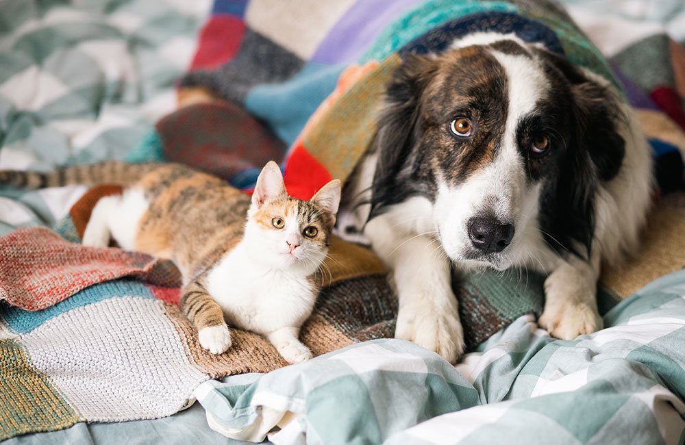 Similarities Between Cats and Dogs