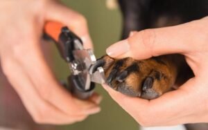 Where Is the Dog Nail Quick? How to Trim Safely