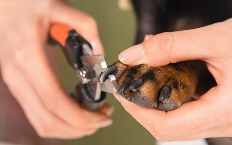 Where Is the Dog Nail Quick? How to Trim Safely