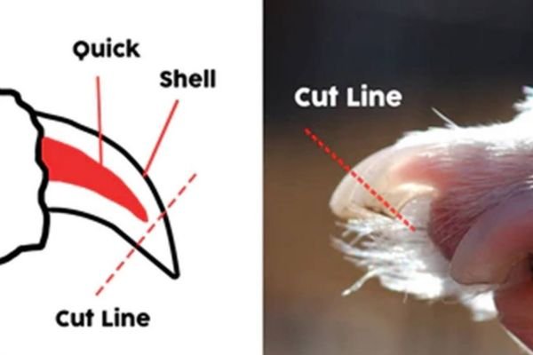 Where Is the Dog Nail Quick? How to Trim Safely