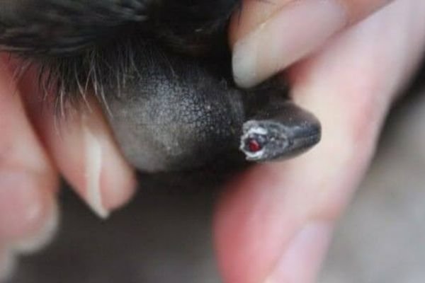 Where Is the Dog Nail Quick? How to Trim Safely