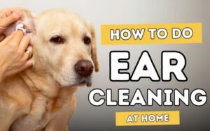 Dogs Ears Stink How to Clean Them Safely at Home