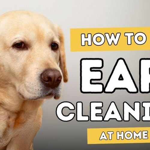 Dogs Ears Stink How to Clean Them Safely at Home