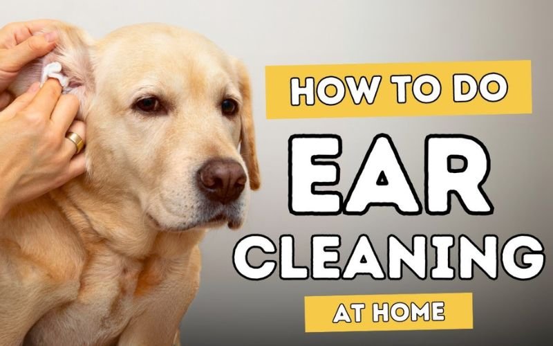 Dogs Ears Stink How to Clean Them Safely at Home