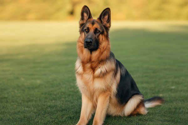 Female German Shepherd
