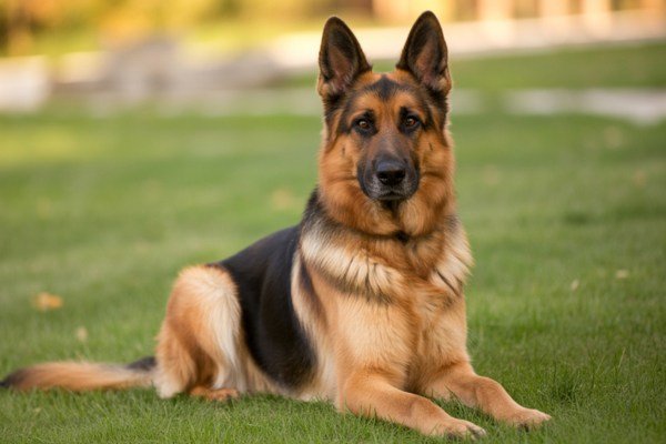 Female German Shepherd