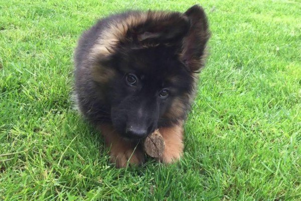 Long Haired Alsatian Dog