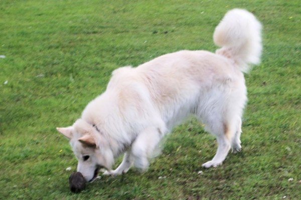Long Haired Alsatian Dog