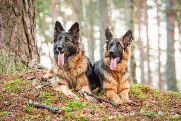Long Haired Alsatian Dog Traits, Care, and Temperament